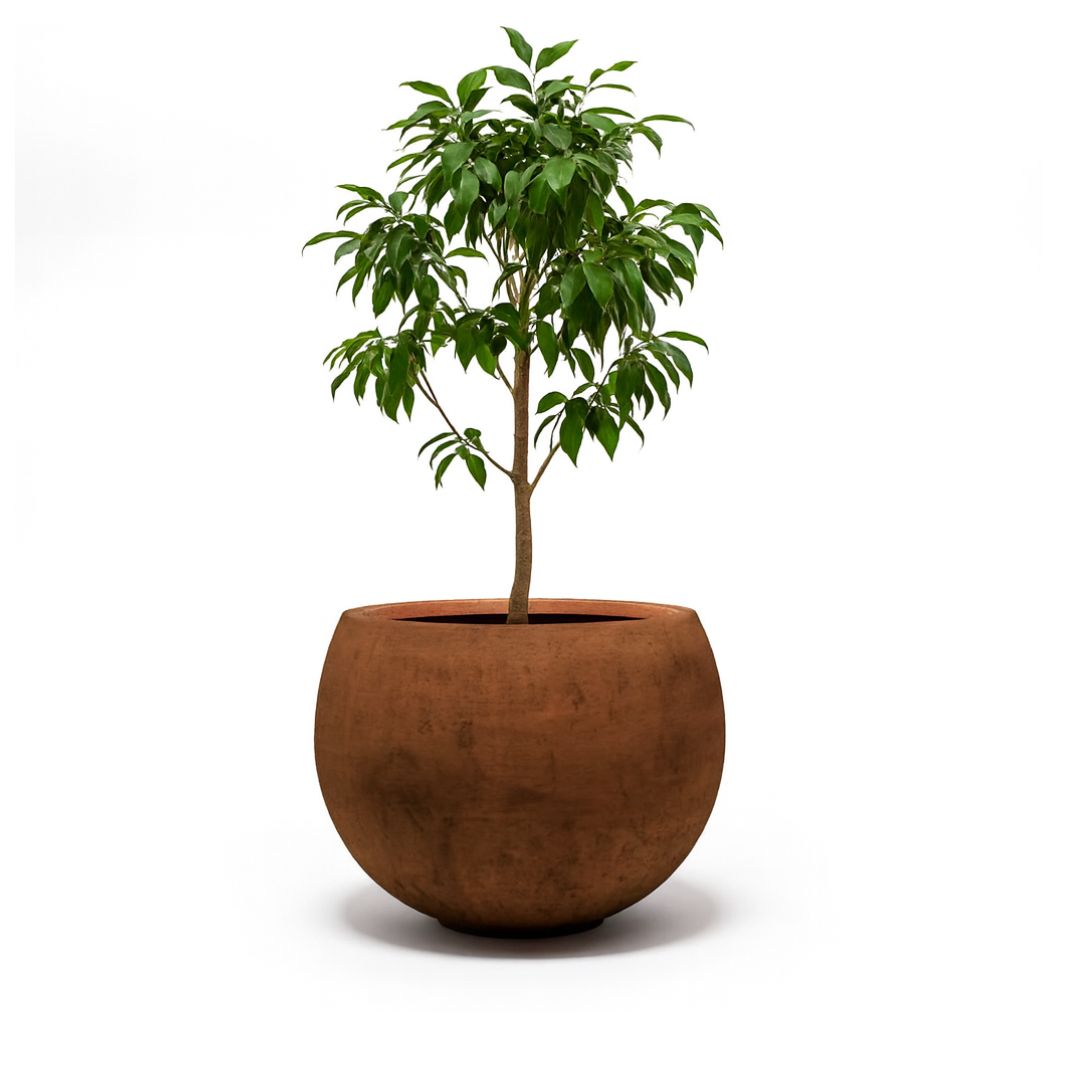 Corten Steel Botanic Bulbs Tree Planter - Tool Market