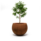 Corten Steel Botanic Bulbs Tree Planter - Tool Market