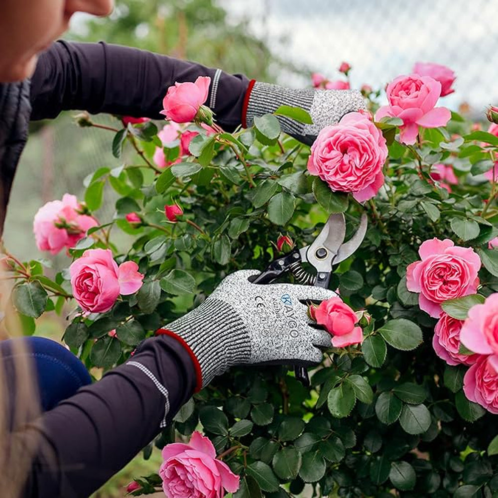 Person pruning pink roses with gardening shears and cutting gloves in a garden setting