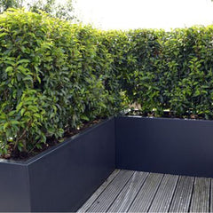 Corten Steel Raised Planter Box Matt Black Finish - Tool Market